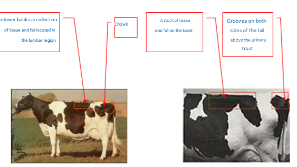 The Points To Be Observed On The Body To Make An Inference About The Tissue & Fat Condition Of The Animal