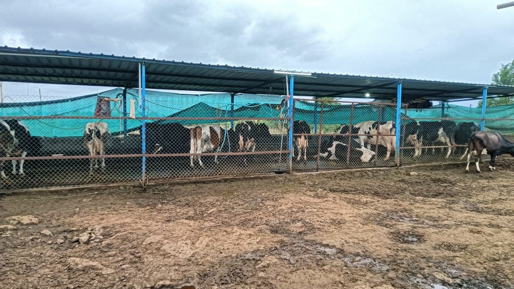 Essential Skills and Qualities for Successful Dairy Farming