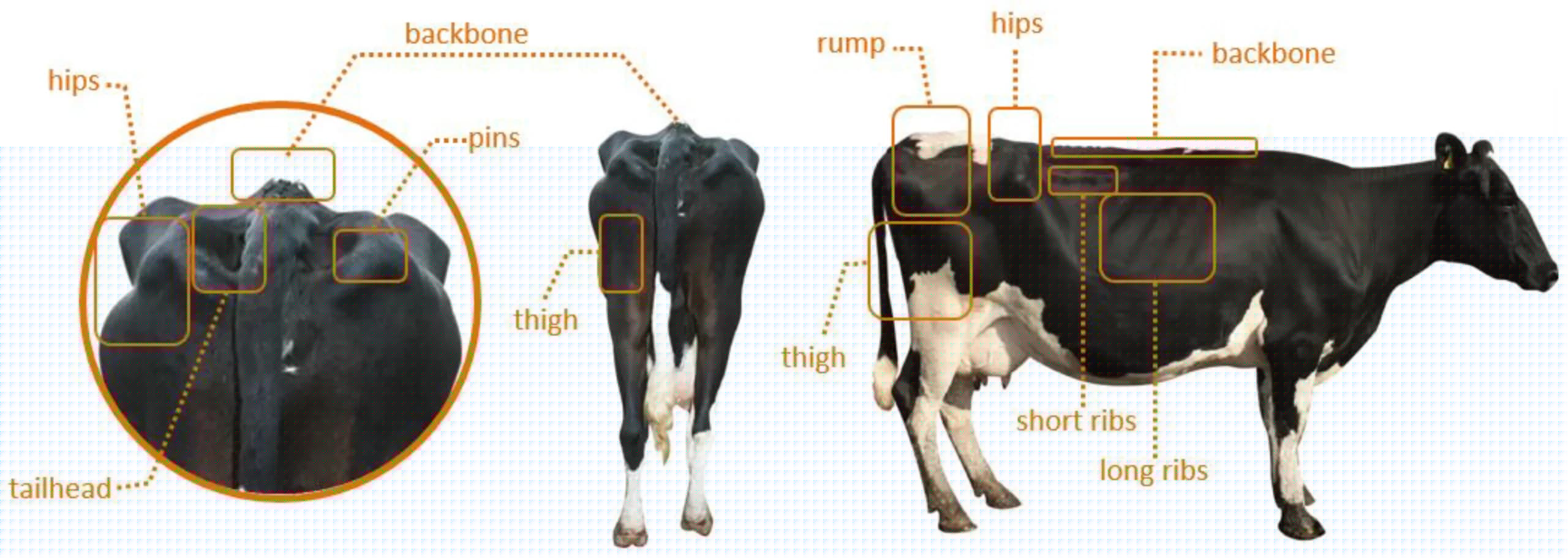 Body Condition Score (BCS) in Dairy Animals
