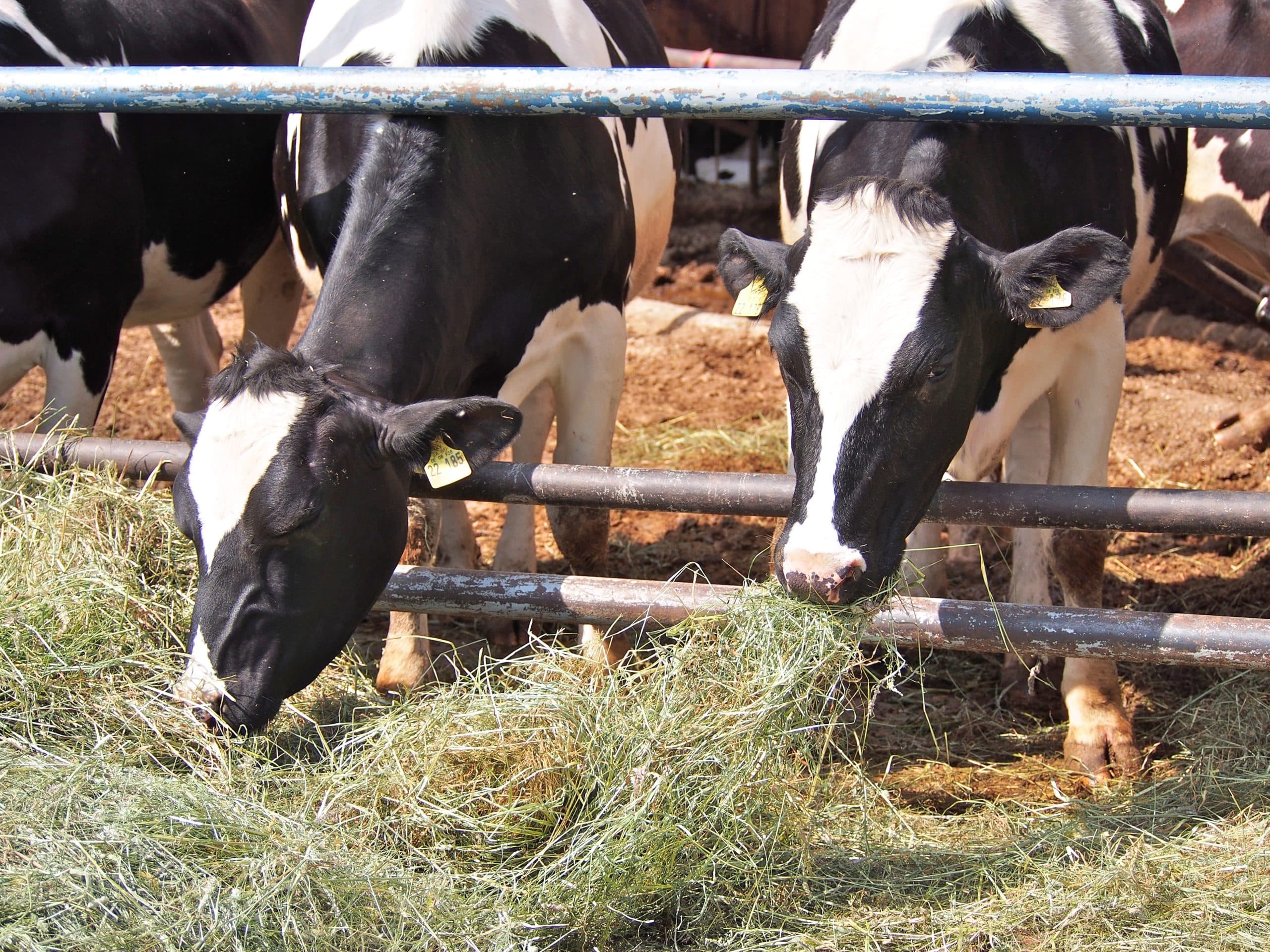 Daily Food Intake Capacity of the Animal
